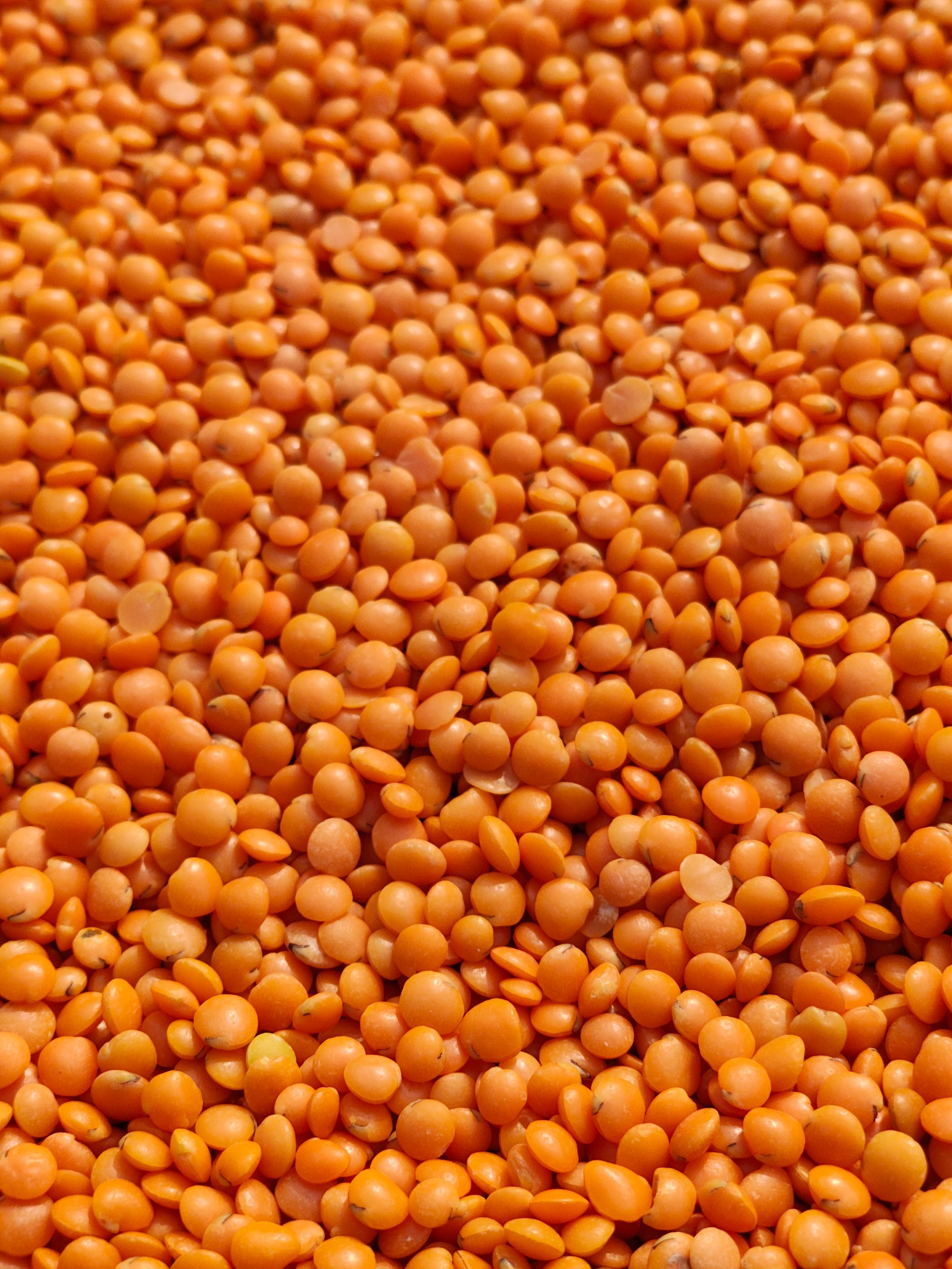 মচুৰ দালি